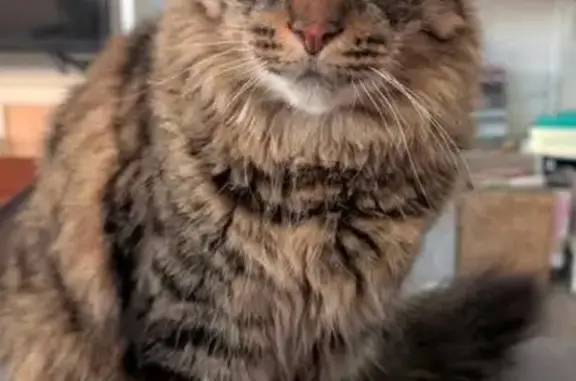 Missing cat Port Adelaide Enfield, photo: Lost Fluffy Tabby: Friendly & Cuddly