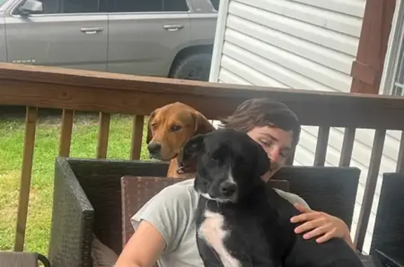 Lost Black Lab Mix: Green Collar Alert