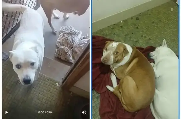 Missing dog Onkaparinga, photo: Missing: Blaze & Namira in Adelaide