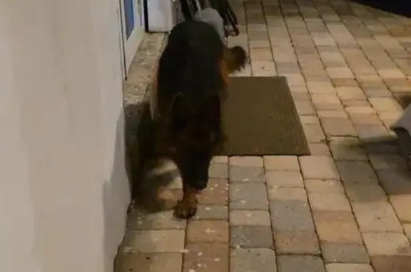 Found dog Davie, photo: Friendly Large German Shepherd Found in Davie