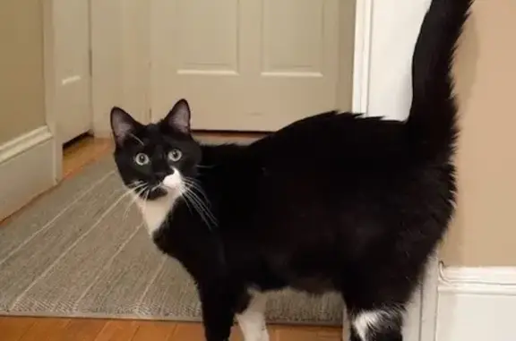 Lost Tuxedo Cat: Green Eyes, Belmont