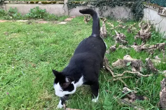 Chat perdu noir et blanc, 8kg, Villemandeur - photo