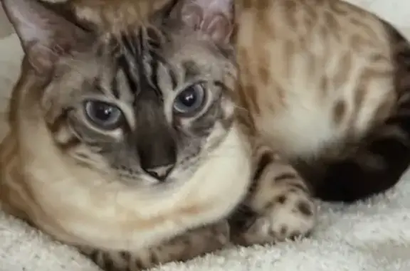 Lost Bengal Cat: Blue Eyes, Duluth Area