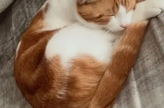 Animaux perdus Épinal, photo: Chat perdu : Mimi, blanc et roux, Épinal