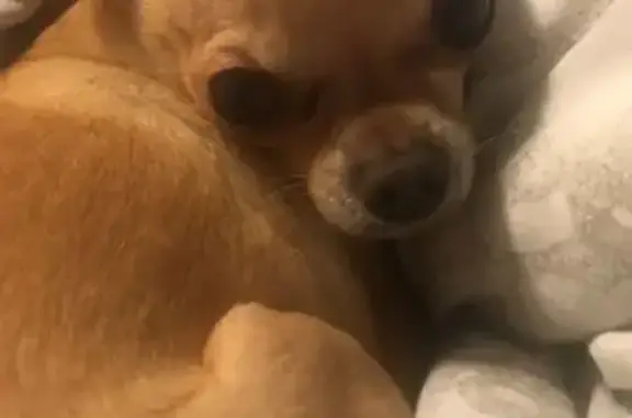Lost Tiny Tan Dog, 15 Yrs - Currey Rd, TN
