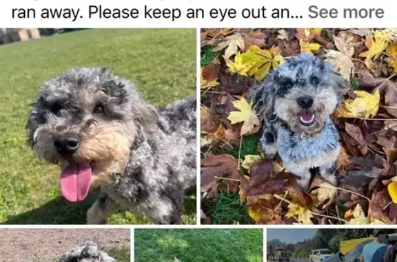 Lost Bernadoodle Mocha: Seen Near Siegmund's