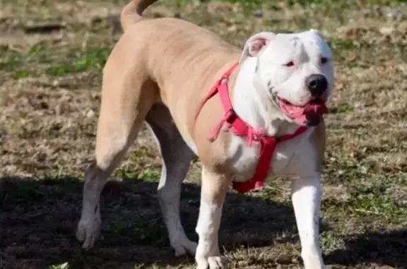 Lost Spayed American Bulldog in TX