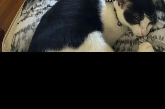 Lost Black & White Kitten on Fairmont St