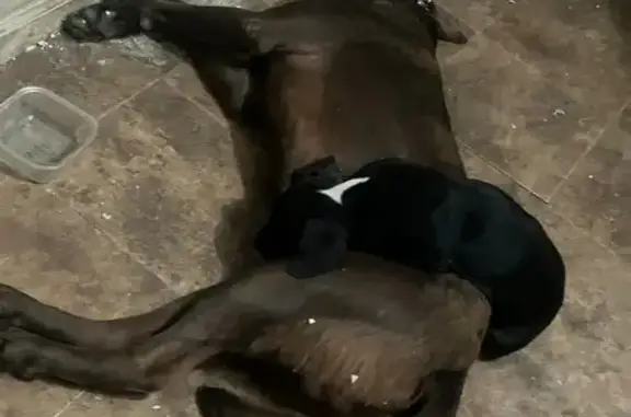 Lost Chocolate Lab on Janwood Drive