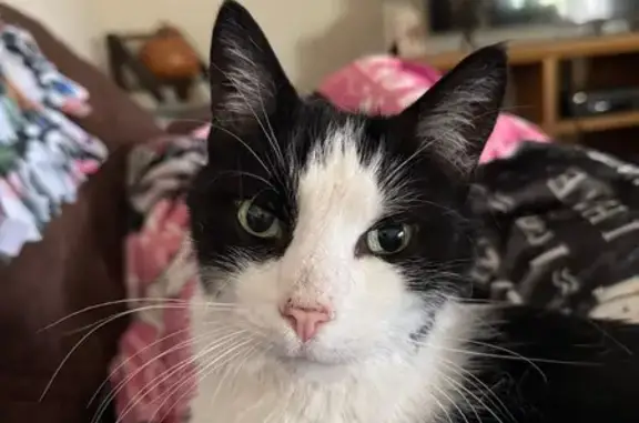 Missing cat Clovis, photo: Lost: Joey the Black & White Cat, Clovis