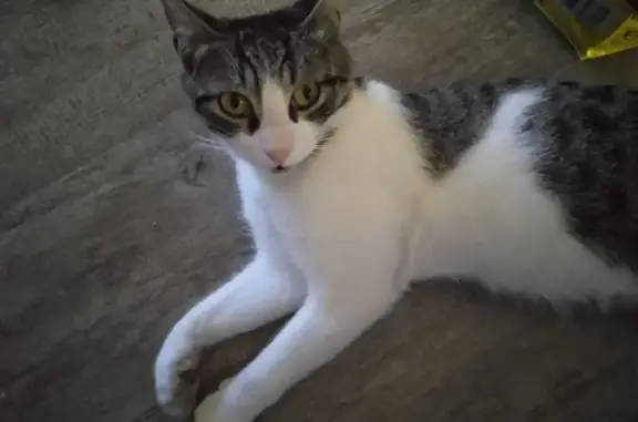 Chatte blanche/tigrée perdue à Grasse - photo