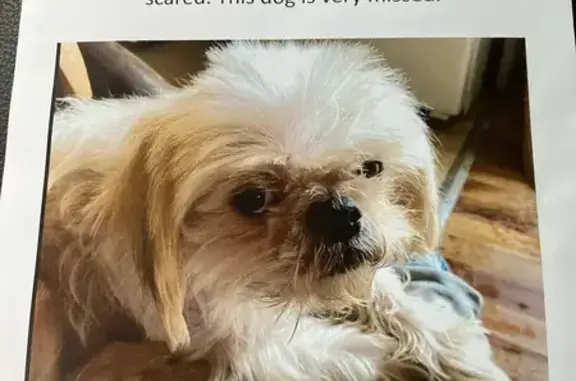 Lost Shih Tzu: Missing from Fairgrove