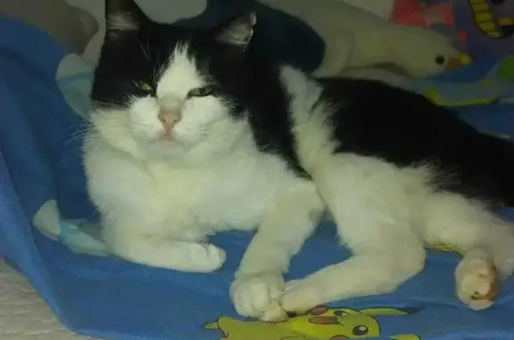 ¡Gata Perdida! Blanca y Negra en Monte Hermoso