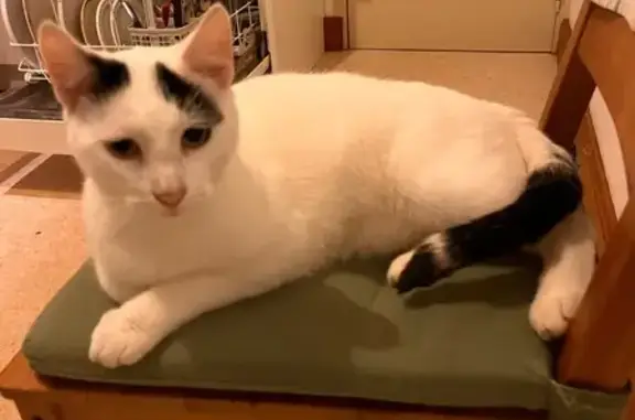 Chat perdu, Les Sables-d'Olonne, photo: Chat perdu : 2 ans, blanc et noir, Les Sables