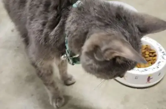 Found cat , photo: Found Cat: Grey with Green Eyes in AL