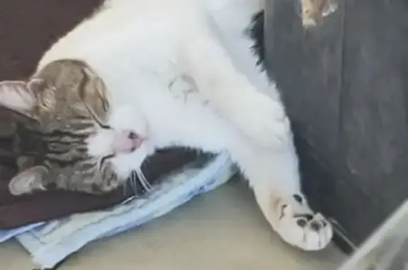 Animaux trouvés , photo: Chat blanc et gris trouvé à Cossaye