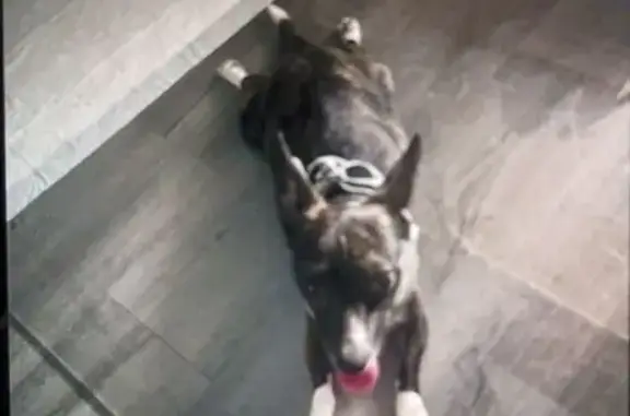Lost Dog in Trailer Park: Help Needed!
