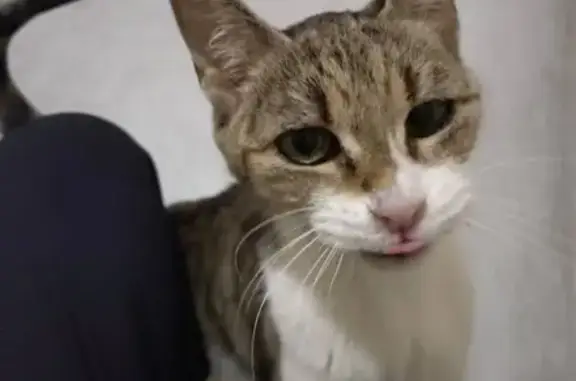 Chat trouvé Clermont-Ferrand, photo: Chatte tigrée et blanche trouvée maigre