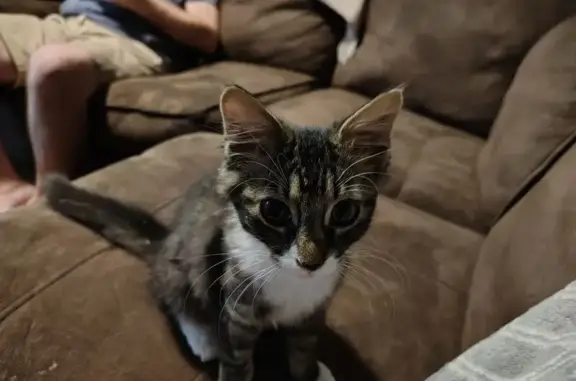 Lost Cat: Brown & White, Collegeview Ave