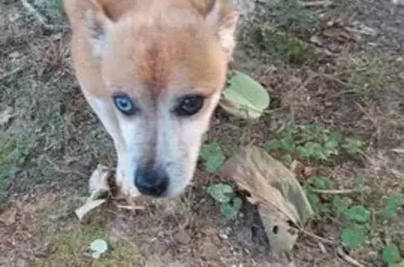 Found dog , photo: Found Older Female Dog in Grayson, GA
