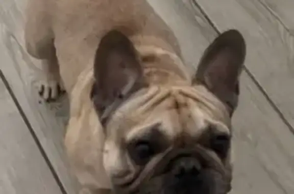 Lost Dog: Brown/Tan in Litchfield Park