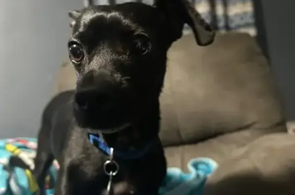 Lost Dachshund Mix in Burton, MI