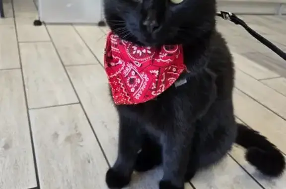 Chat noir Salem perdu à Gex, bandana rouge - photo