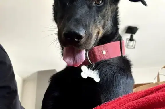 Chien perdu Clermont-Ferrand, photo : Beauceron femelle perdue à Clermont-Ferrand