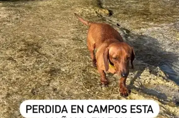 ¡Recompensa por María, perrita teckel perdida!