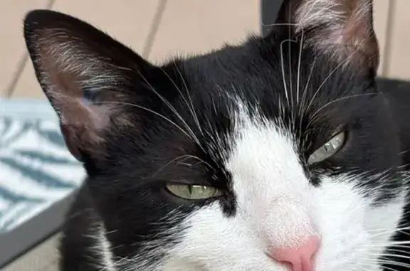 Chat trouvé Blagnac, photo: Chat trouvé avec collier jaune et mauve