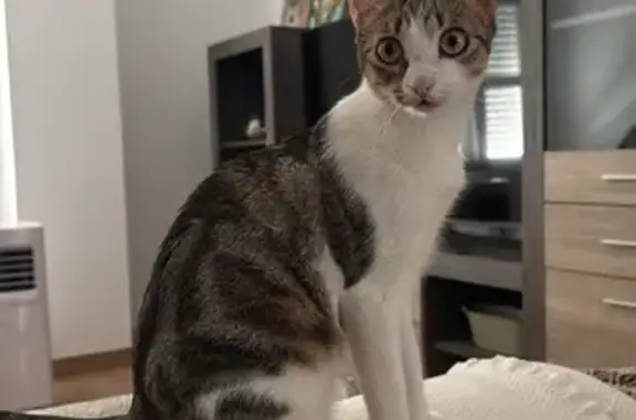 Gata Perdida en Écija: Sarabi, Atigrada con Mancha Blanca