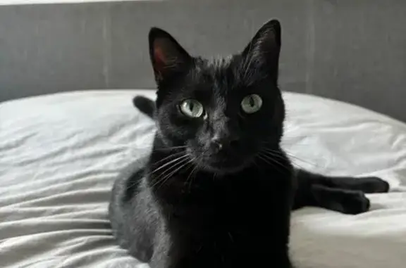 Animaux perdus Bouliac, photo: Chat noir Onyx perdu à Bouliac