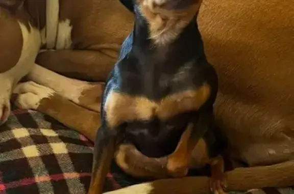 Perro perdido: Pincher negro y café en Aguadulce