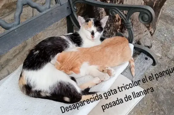 Gatos perdidos, , foto: ¡Gata Tricolor Perdida en Posada!