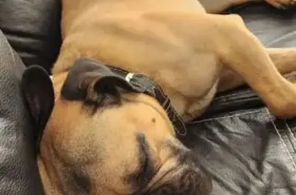 Perro encontrado Aguascalientes, foto: Perro Macho Encontrado Cerca de UP Aguascalientes