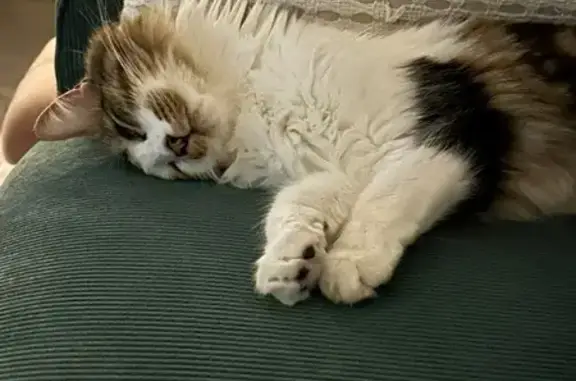 Animaux perdus Nivolas-Vermelle, photo: Chat perdu, tatoué, puce, Nivolas-Vermelle