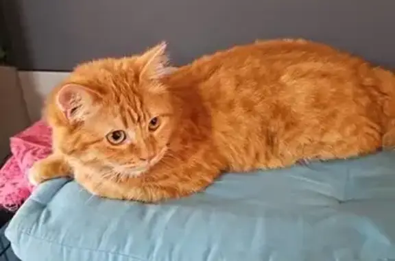 Lost Maine Coon Cross: 8-Month Female