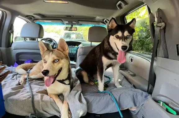 Found Shy Dog: Black Collar, Decatur