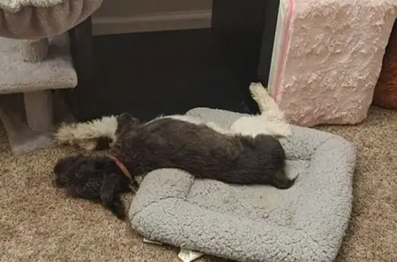 Lost Spunky Dog: Black & White, Microchipped