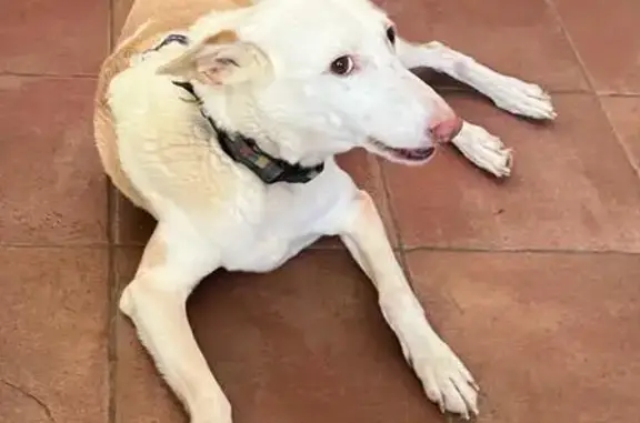 Perro Perdido en Coria: No Intentar Capturar