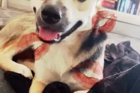 Lost Dog: Black, White & Tan on Whitethorne