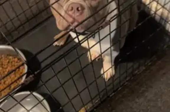 Lost Dogs: Blue Bullies on Clifton Ave