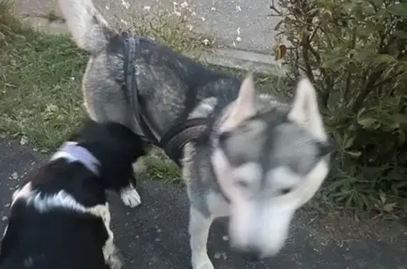 Husky mâle trouvé près du collège Fenouillet - photo