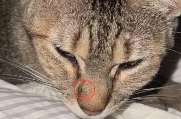 Chatte tigrée perdue à Galgon - photo