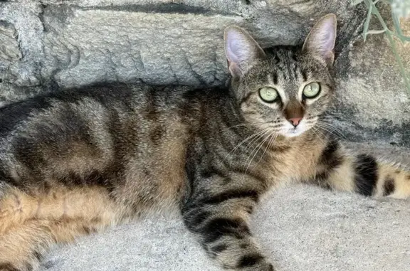 Chatte tigrée perdue à Valence - photo