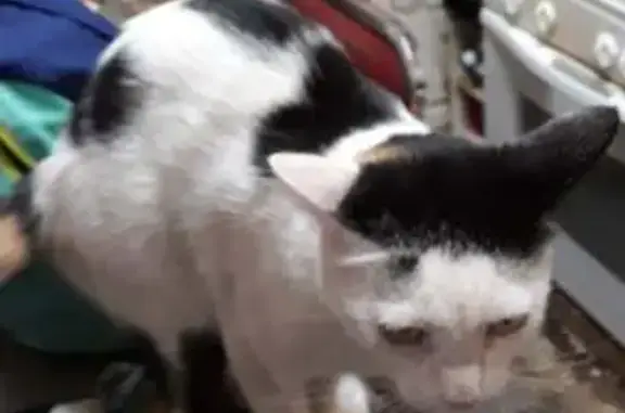 Gato Perdido en L'Hospitalet: Blanco y Beige