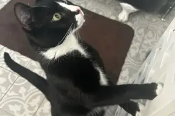 Lost Tuxedo Cat: Obi on Carpenter Ave
