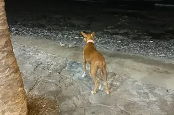 Perra Perdida 'Killa' en Paseo...