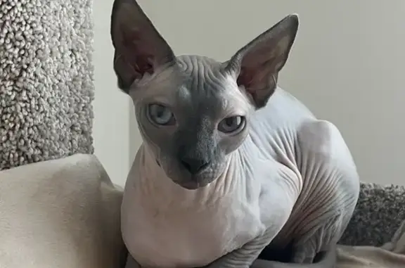 Lost Sphynx Cat: Shmiga Near Piper Glen