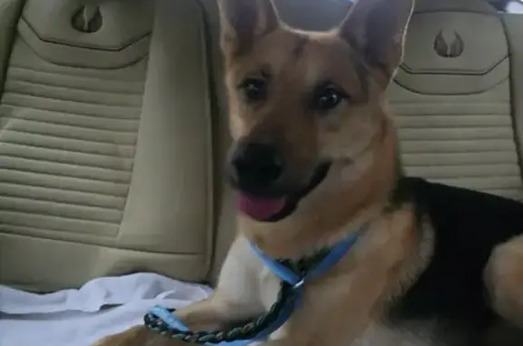Found dog , photo: Friendly GSD Found in Memphis Yard